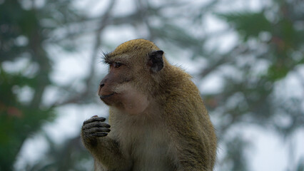 Macaca fascicularis (monyet ekor panjang, long tailed macaque, cynomolgus macaque) is eating banana. Endangered animal in the wild.