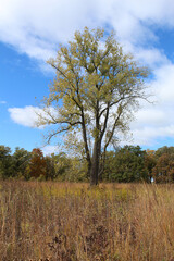 Obraz premium Single cottonwood tree with yellow leaves during autumn in a field at Somme Prairie Nature Preserve in Northbrook, Illinois