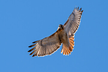 Fototapeta premium Closeup of a red-tailed hawk in flight.