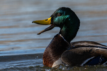 Fototapeta premium Male mallard duck happily quacking as it bathes in a lake.