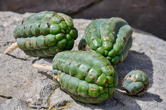 Trichocereus pachanoi, San Pedro cactus displayed on rocky surface, showcasing unique green texture and shape, highlighting natural beauty and organic growth in a serene environment