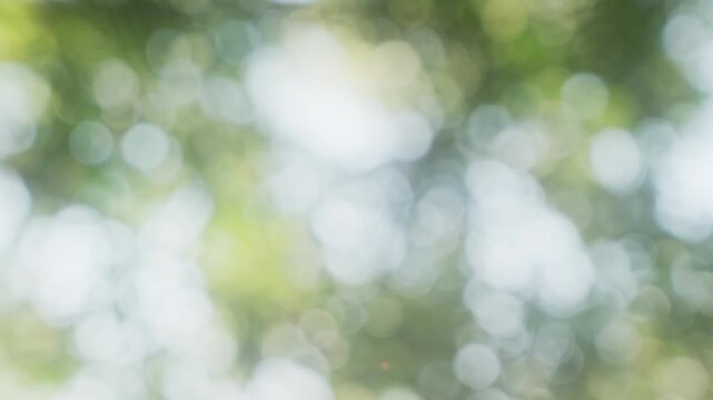 春・夏　キラキラ光り輝く　さわやかな森の木の葉新緑の光の丸ボケ　自然の背景　アウトドア・太陽の日差し