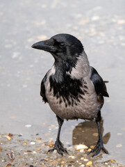 Obraz premium Hooded crow standing in shallow water, head tilted left, full body portrait