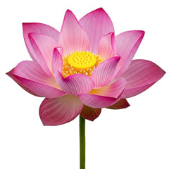 Fototapeta premium A vibrant pink lotus flower with a yellow center against a white background isolated on transparent background