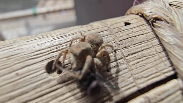 Jumping spider consuming house fly House sparrow passer domesticus perched on a wooden surface with visible texture and natural elements around it