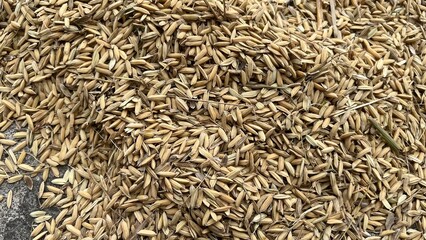Close-up of golden harvested unhusked rice grains background