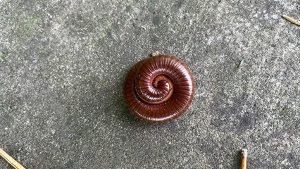 Red millipede or Trigoniulus corallinus protecting itself in a tight coil