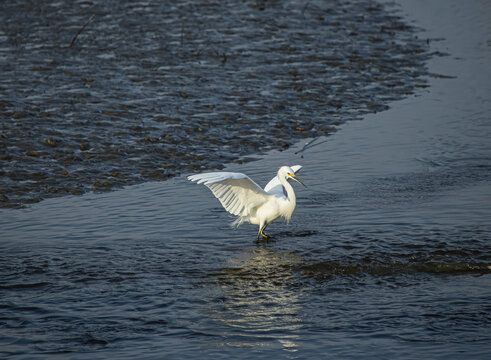 Herons, turtles, and a variety of waterfowl can be seen here.