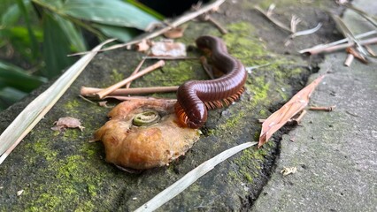 a millipede walking on mossy concrete