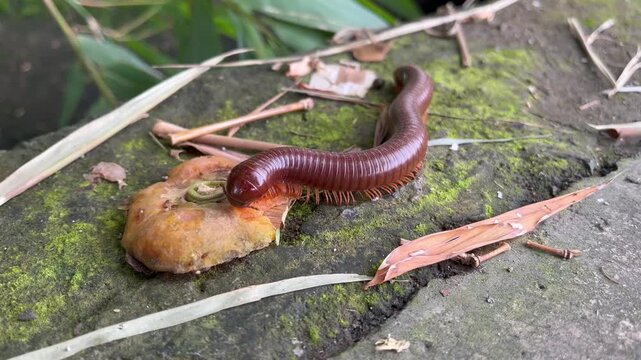 close up of a reddish brown millipede in its natural habitat on the forest floor