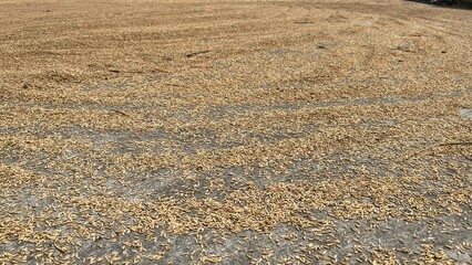 Abundant harvest of paddy seeds spread out for sun-drying in a traditional farm