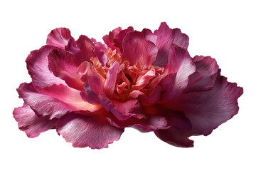 A stunning pink peony bloom showcasing delicate petals and a vibrant hue, perfect for floral arrangements or nature-themed projects.