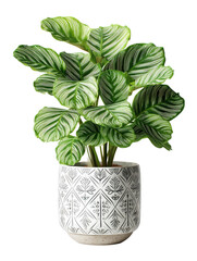 Fototapeta premium A vibrant green plant with striped leaves in a stylish pot, bringing a fresh touch to any indoor space.