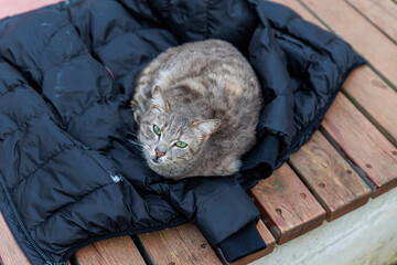 Cozy Cat Resting On Black Puffer Jacket On Wooden Bench In Outdoor Park © Olga