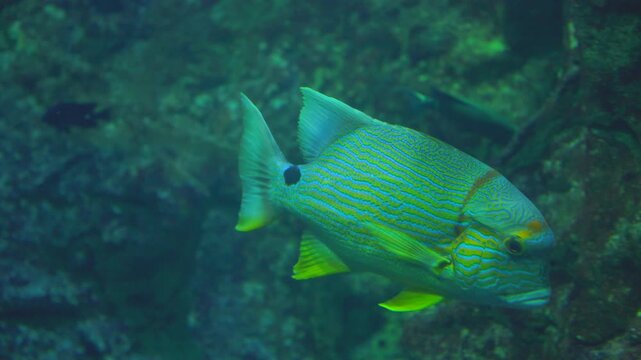Close-Up of Bluestriped Grunt Swimming in Underwater Scene