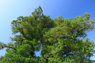 Obraz premium 秋のマキの木と青空