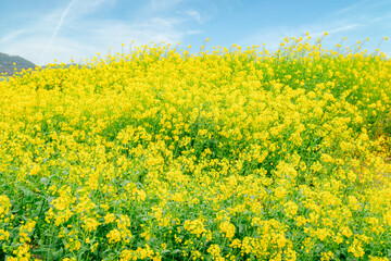 	見頃を迎えた菜の花