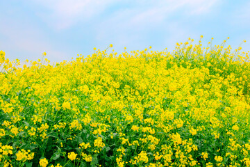 満開の菜の花畑と爽やかの青空