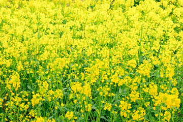 見頃を迎えた菜の花畑