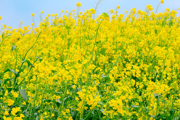 見頃を迎えた菜の花