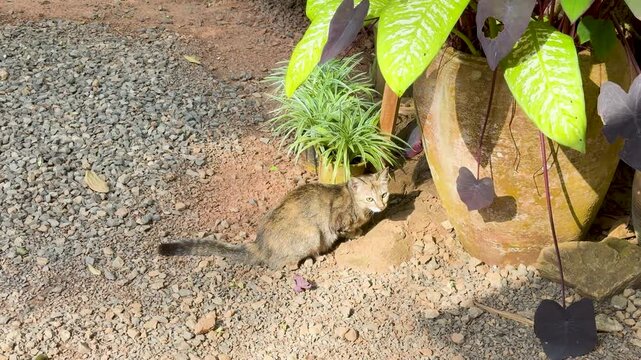 Tabby Kitten Crouching and Hiding Behind a Large Garden Pot