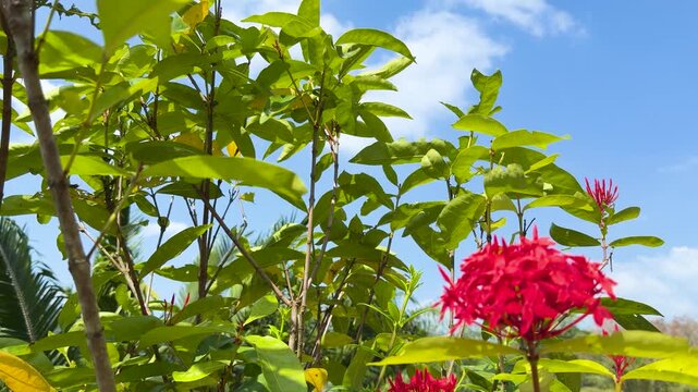 Vibrant Red Ixora Flower Swaying Against a Bright Blue Sky