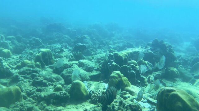Moorish Idol and Tropical Fish Swimming Over Coral Reef in Thailand