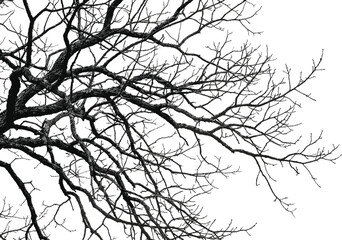 Obraz premium Intricate black and white silhouette of bare tree branches without leaves, winter nature vector texture background isolated on white.