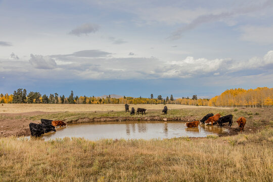 Cattle Drinking from Pond in Autumn Meadow with Aspen Trees