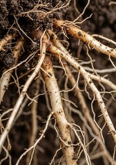 Close-up view of Root System Underneath Dark Soil, Network Structure