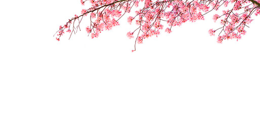 Sakura are blooming beautifully isolated on white background. © Pond Thananat