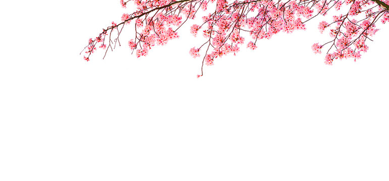 Sakura are blooming beautifully isolated on white background.