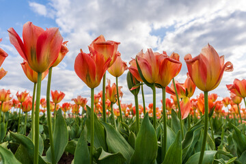 Peach and Yellow Tulips