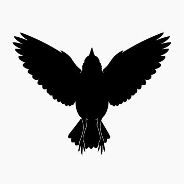 Striking black silhouette graphic of a soaring bird viewed from below with wings fully extended in an upward glide on white background