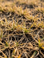 Emerging growth and dormancy in the field during seasonal transition