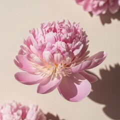 Obraz premium Detailed Pink Chrysanthemum Bloom on Soft Background