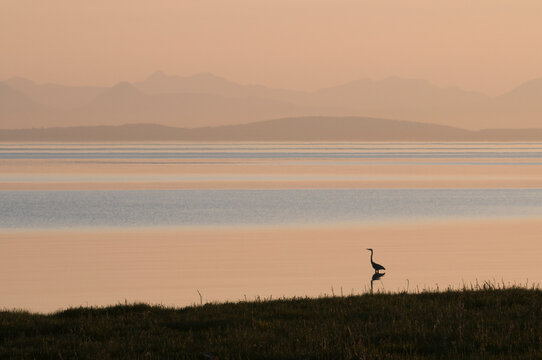 Canada, BC, Ladner.  Pacific Great Blue Heron in the Fraser Estuary.