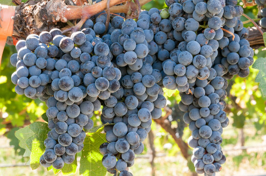 Canada, BC, Oliver.  Quinta Ferreira Winery.  Vines laden with ripe purple grapes.