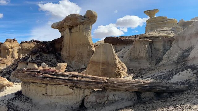 Petrified Cypress Tree at Ah-Shi-Sle-Pah Wilderness Area, New Mexico