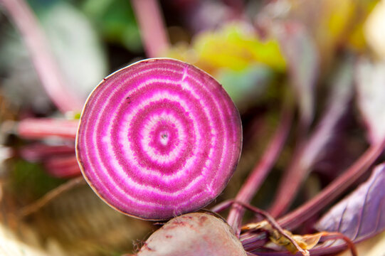 Canada, BC, Osoyoos.  Red beet cross section
