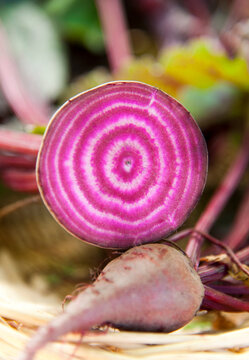 Canada, BC, Osoyoos.  Red beet cross section