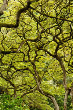 USA, Hawaii, Oahu.  Waimea Arboretum & Botanical Garden