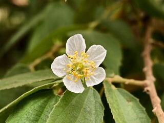 kersen flower (Muntingia calabura) with blurred background