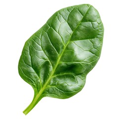 Fototapeta premium Fresh Bright Green Leaf of Spinach Isolated on White Background for Culinary Use