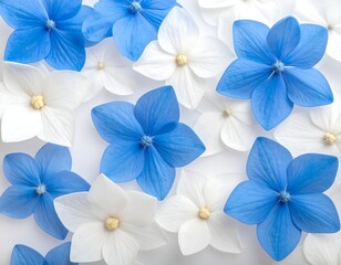 Close-up of delicate blue and white flower petals, overlapping on a bright background. Floral design