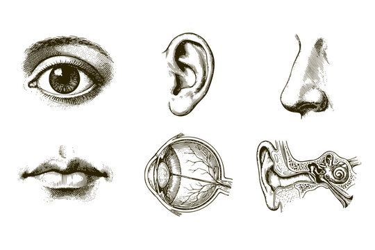 Human Sensory Organs Engraving Set of 6 Black and White Isolated Anatomy Illustrations