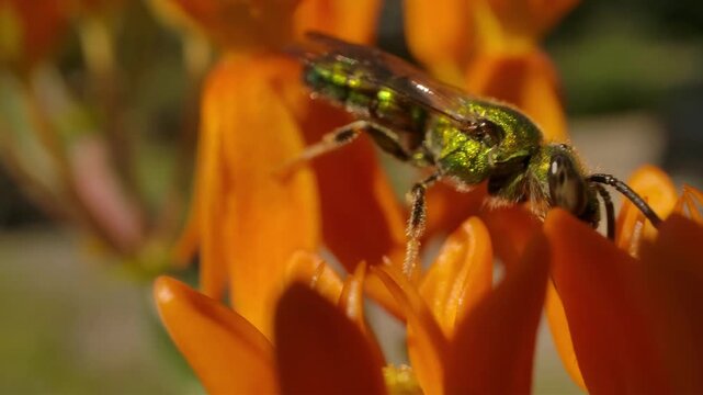 Close-up of a metallic green sweat bee collecting nectar from a vibrant orange flower