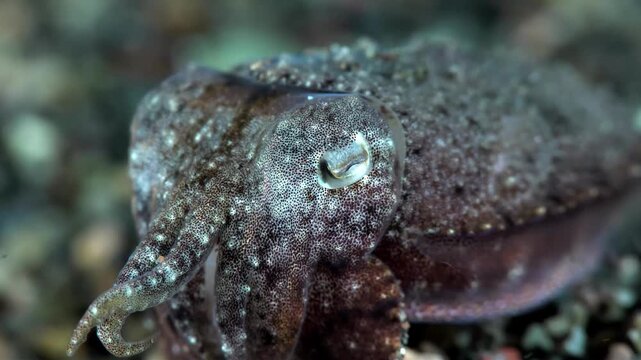 Close-up of a small cuttlefish with intricate skin patterns resting on a pebble seabed