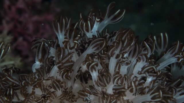 Close-up view of a soft coral colony with delicate polyps swaying gently underwater