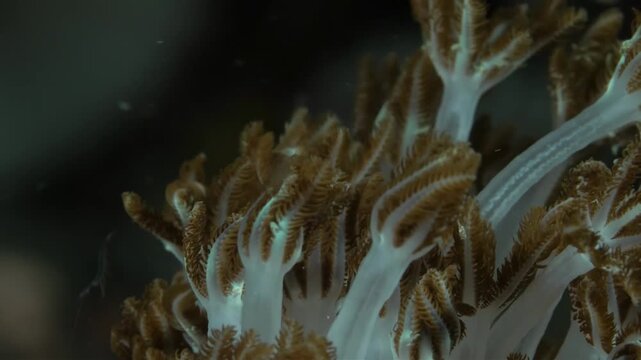Close-up macro view of a vibrant coral polyp with intricate details and soft lighting